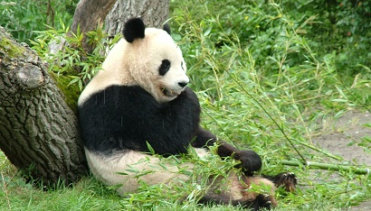 Googles Panda lämnar skogen för Sverige Google Panda