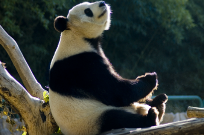 panda