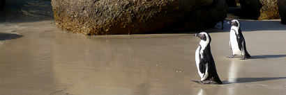 Pingviner Penguins