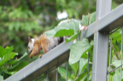 Long Tail Squirrel